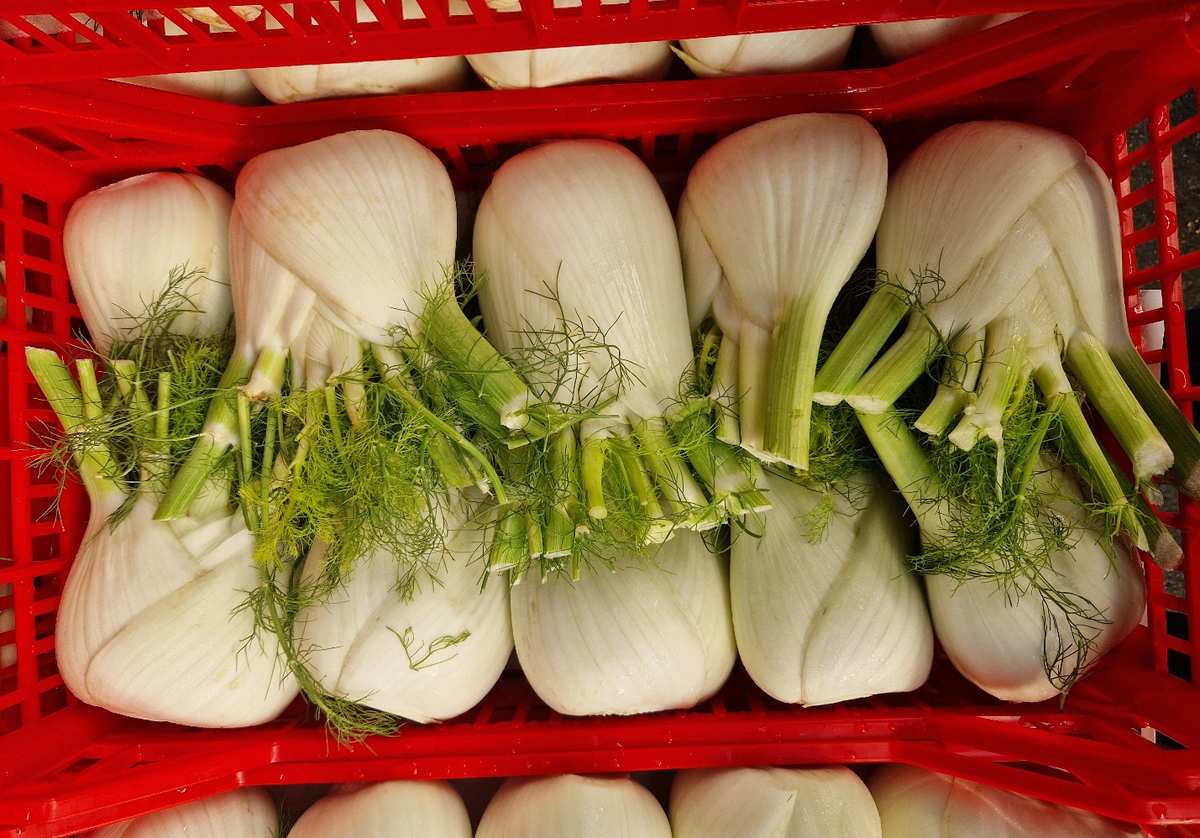 Finocchi - Italia, prezzo 1,30-1,50 euro/kg